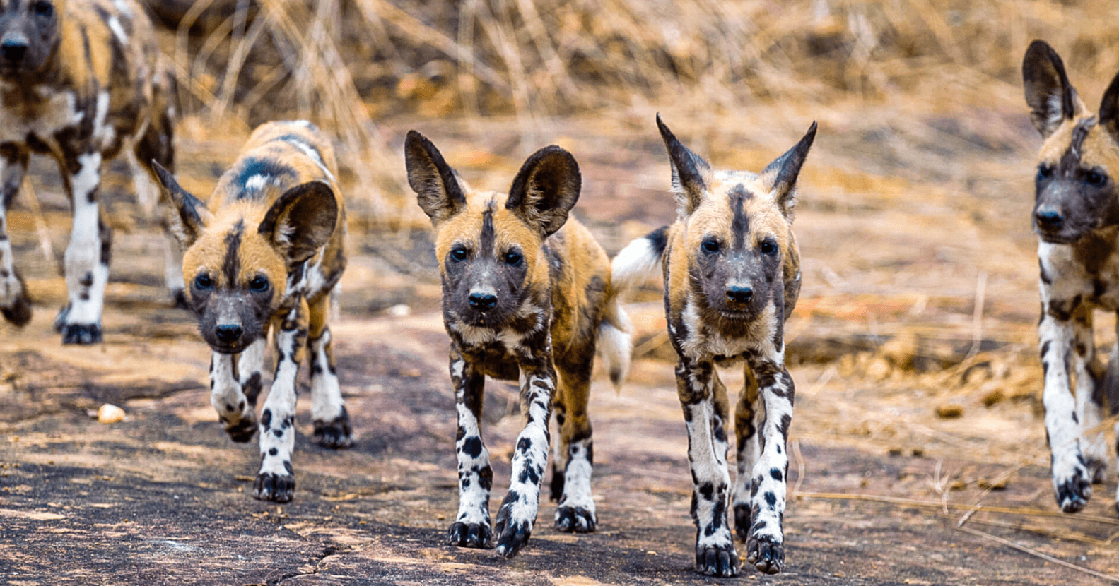 Wild dogs in Nyerere National Park