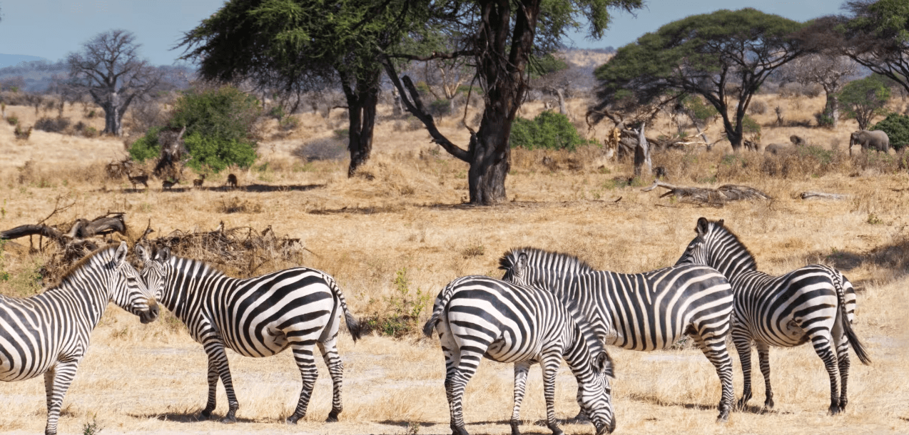 Southern Circuit Safari Saver
